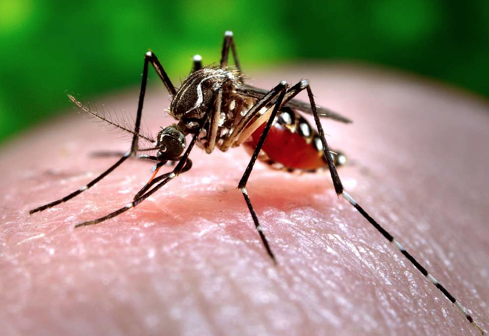 Aedes aegypti mosquito Courtesy Ventura County Environmental Health