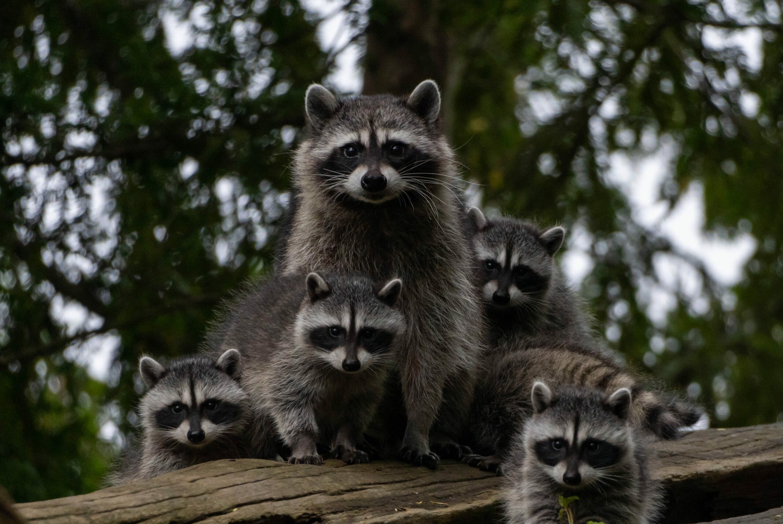 Family of Raccoons in the wilderness