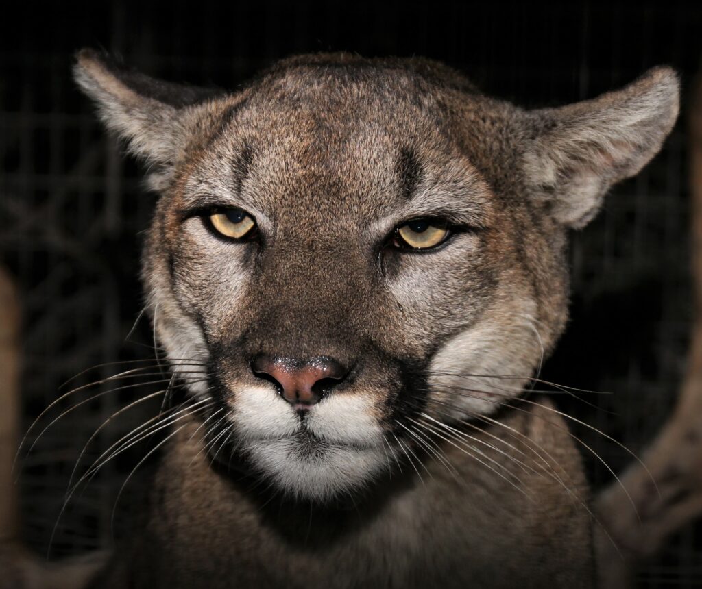 This 2020 photo shows P-54 , a female mountain lion that was part of a long-term National Park study. Courtesy of the National Park Service. 