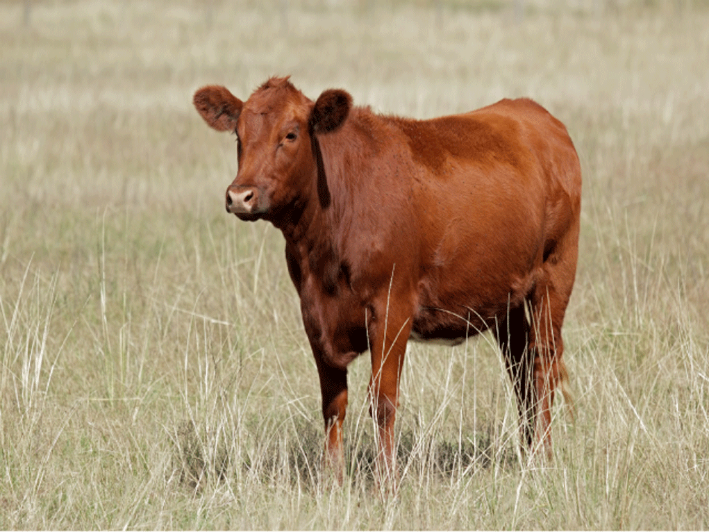 Perfect Red Heifer