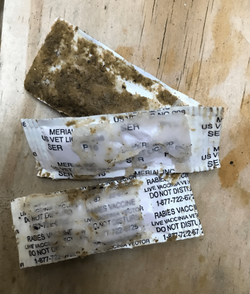 These rabies vaccination packets have been turning up in people's yards in WNC in recent weeks, and a reader wants to now if they're safe. Courtesy Photo