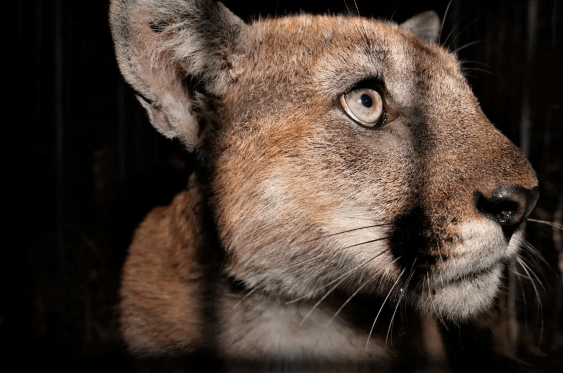 A young mountain lion known as P-90, shown when he was captured in late 2021 to treat mange, was fatally struck along Highway 33 near Oak View Friday morning. CONTRIBUTED PHOTO/NATIONAL PARK SERVICE
