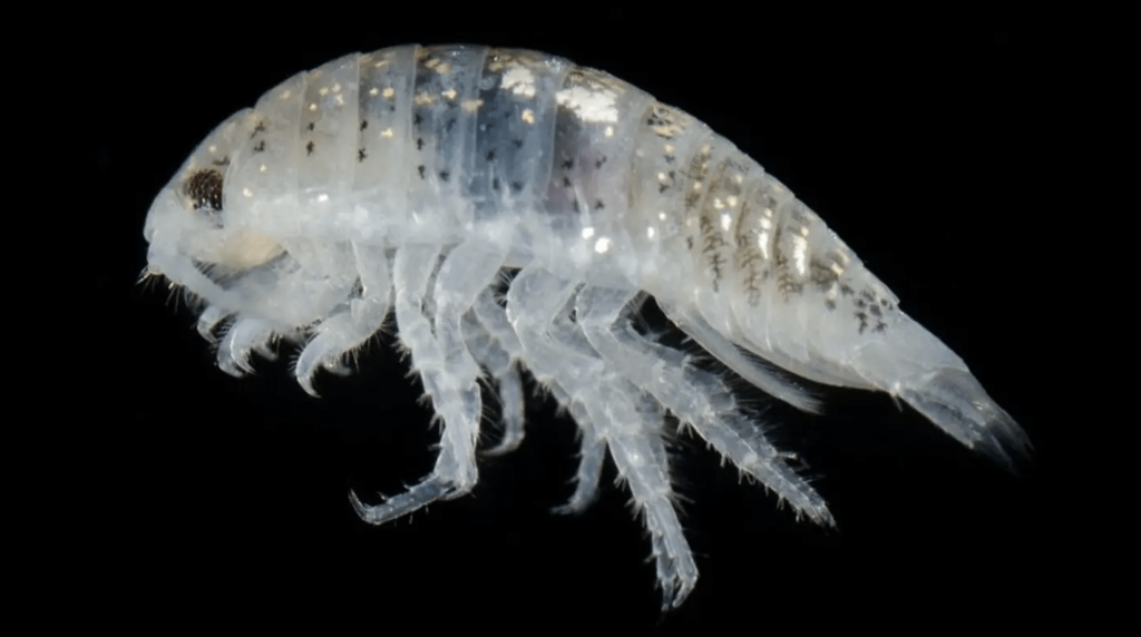 The water-line isopod can form swarms  of the sea bug 1,000 strong. (Hakai Institute)